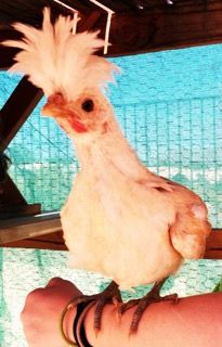 Readers show their chickens
